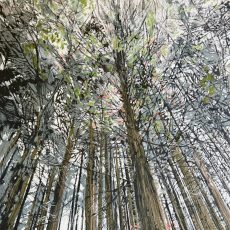 Fingle woods